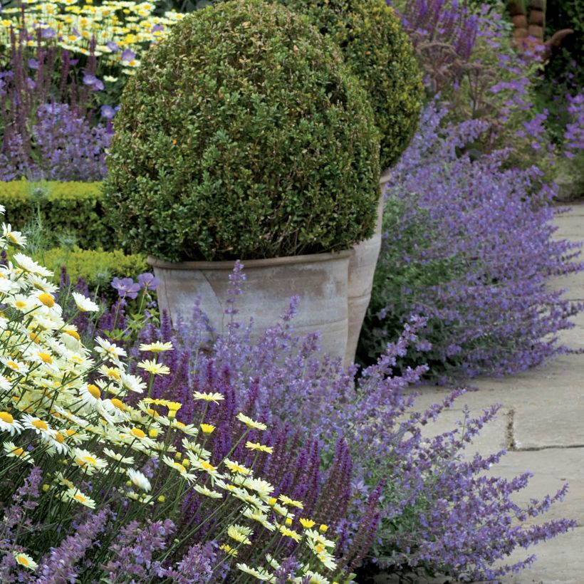 Nepeta faassenii Walker's Low (Porto)