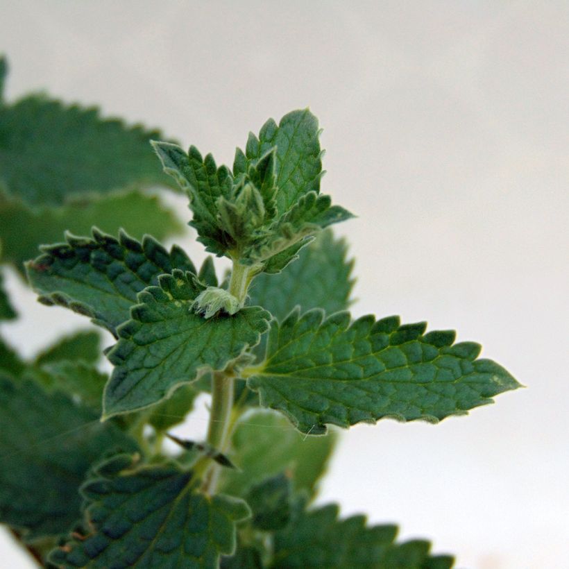 Nepeta faassenii Walker's Low (Fogliame)