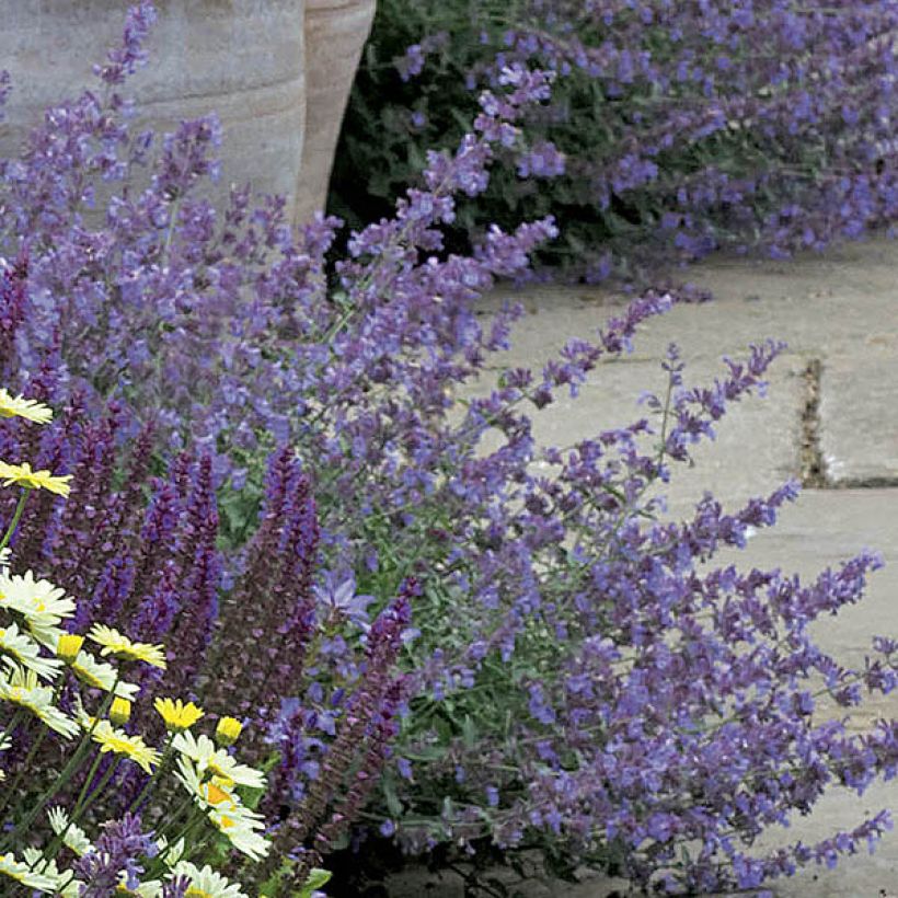 Nepeta faassenii Walker's Low (Fioritura)