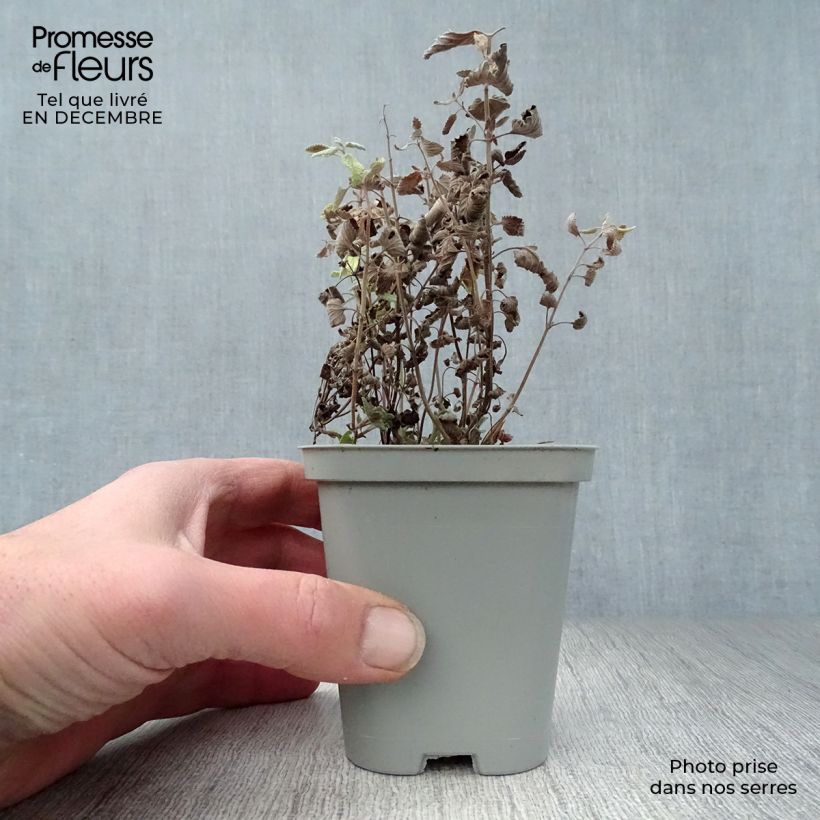 Nepeta faassenii Walker's Low Vasetto da 8/9 cm esemplare consegnato in inverno