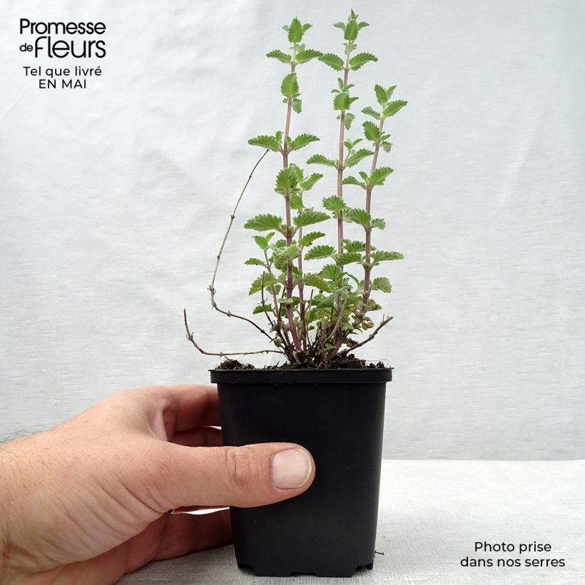 Nepeta faassenii Walker's Low Vasetto da 8/9 cm esemplare consegnato in primavera