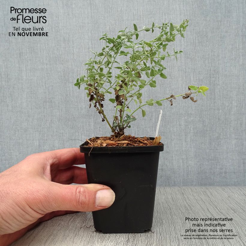 Esemplare di Nepeta faassenii Walker's Low Vasetto da 8/9 cm come consegnato in autunno