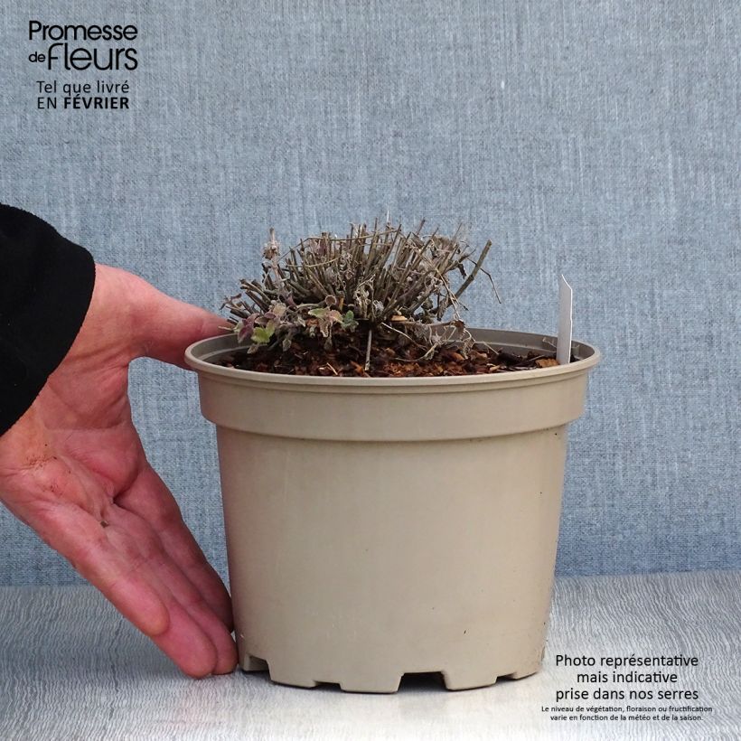 Nepeta faassenii Walker's Low Vaso da 2L/3L esemplare consegnato in inverno