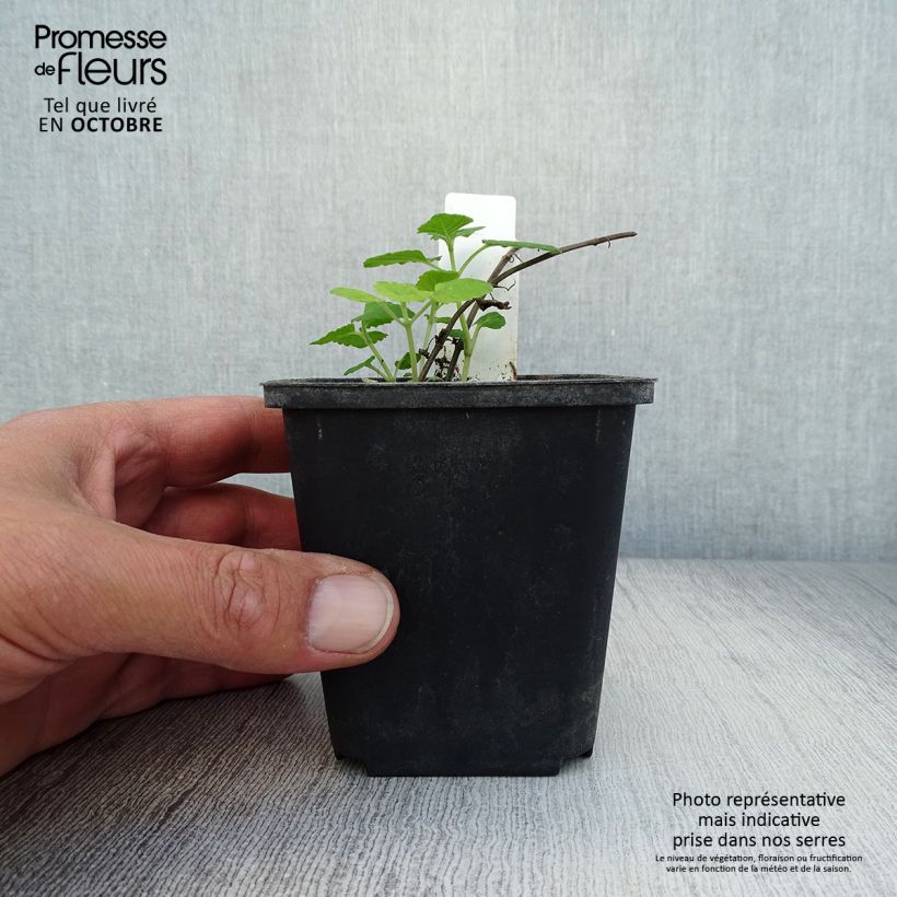 Esemplare di Nepeta govaniana Vasetto da 8/9 cm come consegnato in autunno
