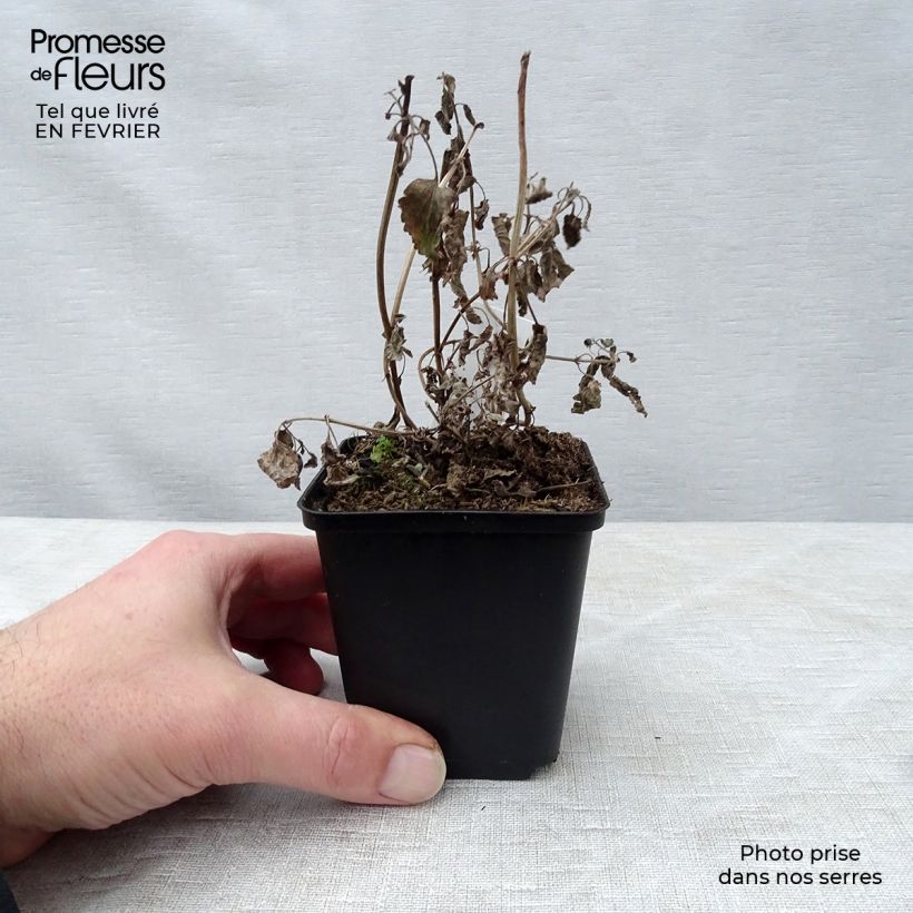 Nepeta grandiflora Bramdean Vasetto da 8/9 cm esemplare consegnato in inverno