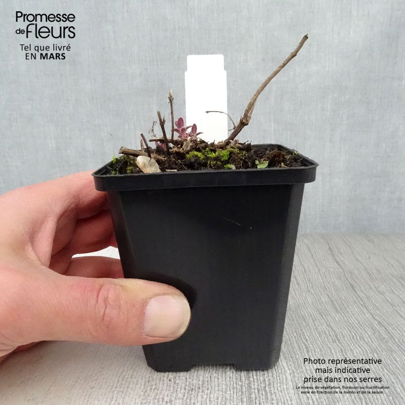 Nepeta grandiflora Bramdean Vasetto da 8/9 cm esemplare consegnato in primavera