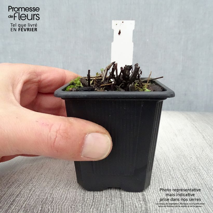 Nepeta grandiflora Dawn to Dusk Vasetto da 8/9 cm esemplare consegnato in inverno