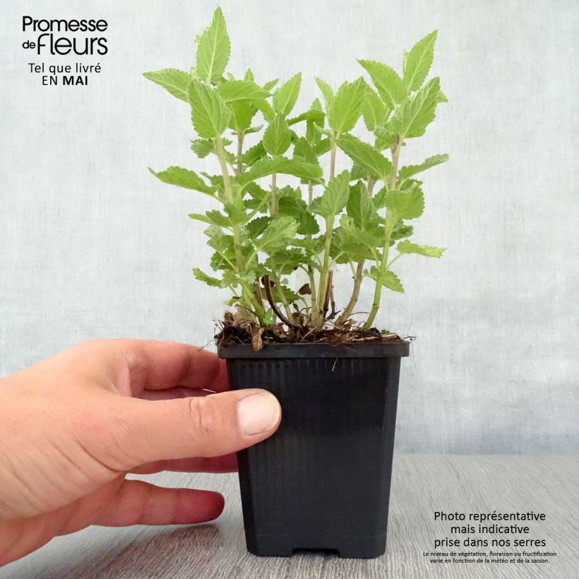 Nepeta grandiflora Dawn to Dusk Vasetto da 8/9 cm esemplare consegnato in primavera