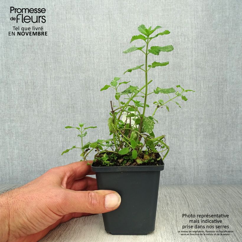Esemplare di Nepeta grandiflora Summer Magic Vasetto da 8/9 cm come consegnato in autunno