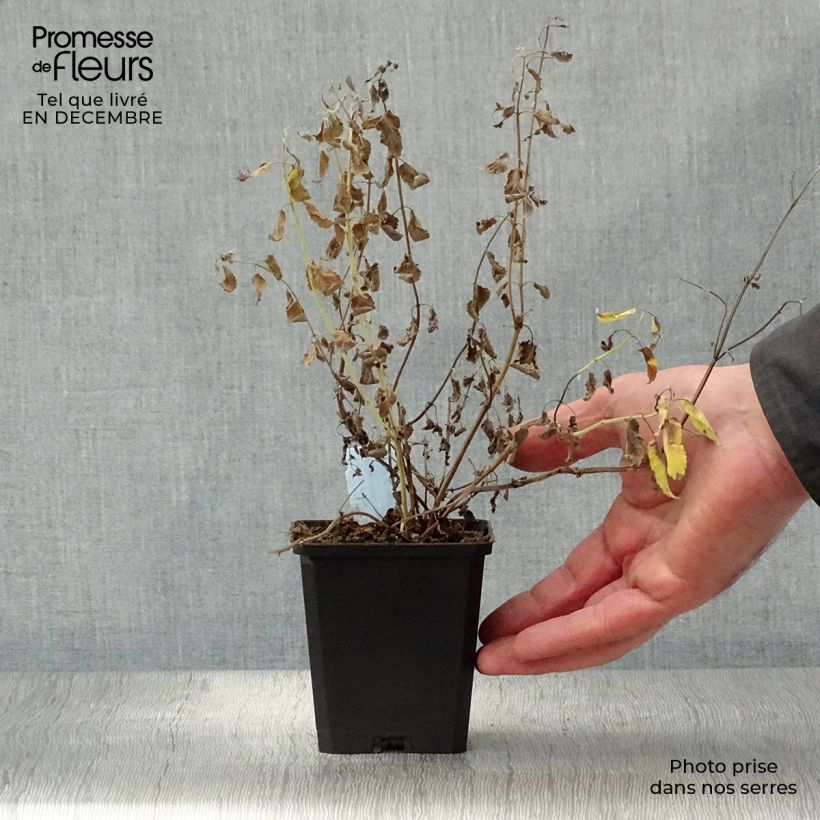 Nepeta grandiflora Summer Magic Vasetto da 8/9 cm esemplare consegnato in inverno