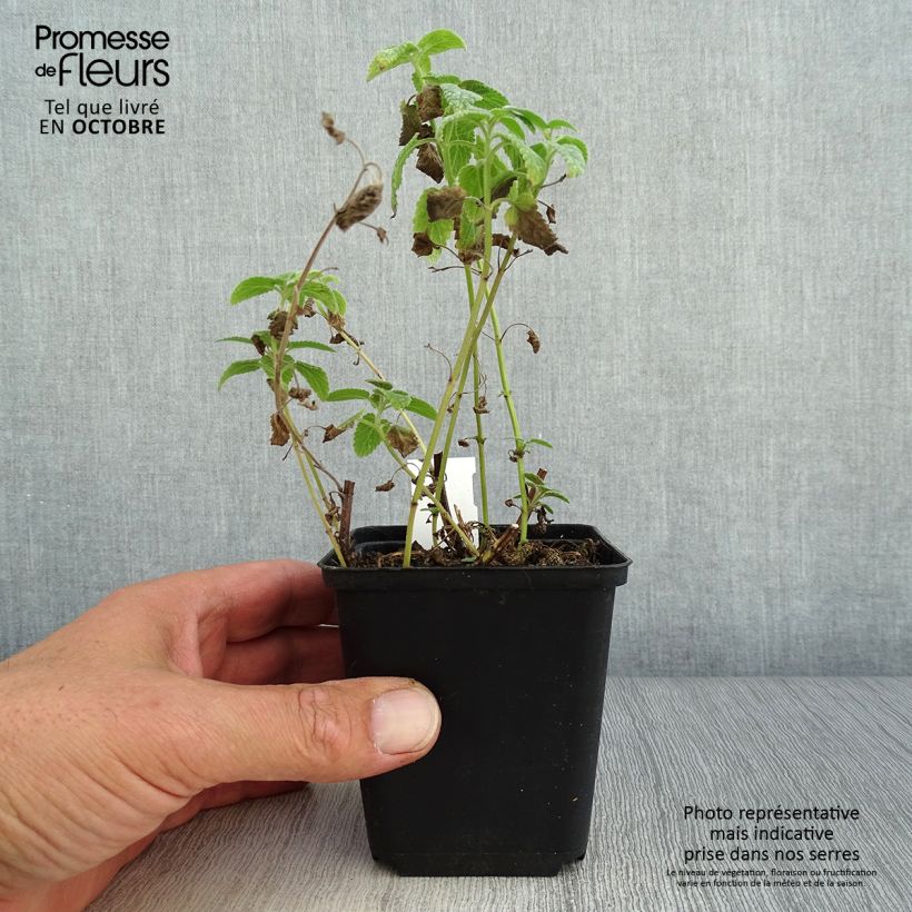Esemplare di Nepeta grandiflora Wild Cat Vasetto da 8/9 cm come consegnato in autunno
