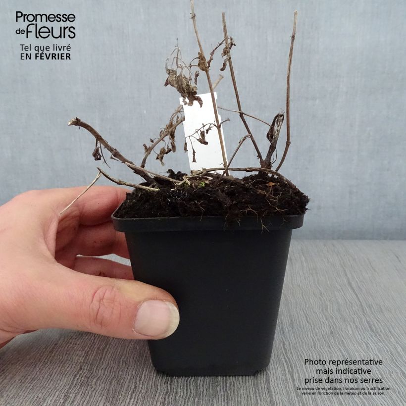 Nepeta grandiflora Wild Cat Vasetto da 8/9 cm esemplare consegnato in inverno