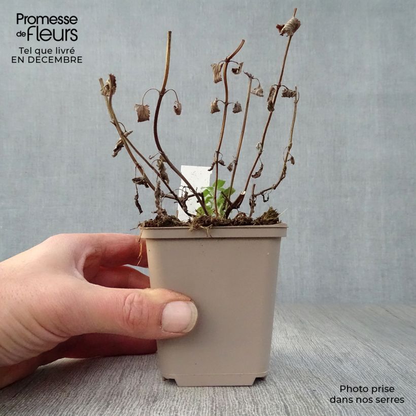 Nepeta grandiflora Zinser's Giant Vasetto da 8/9 cm esemplare consegnato in inverno