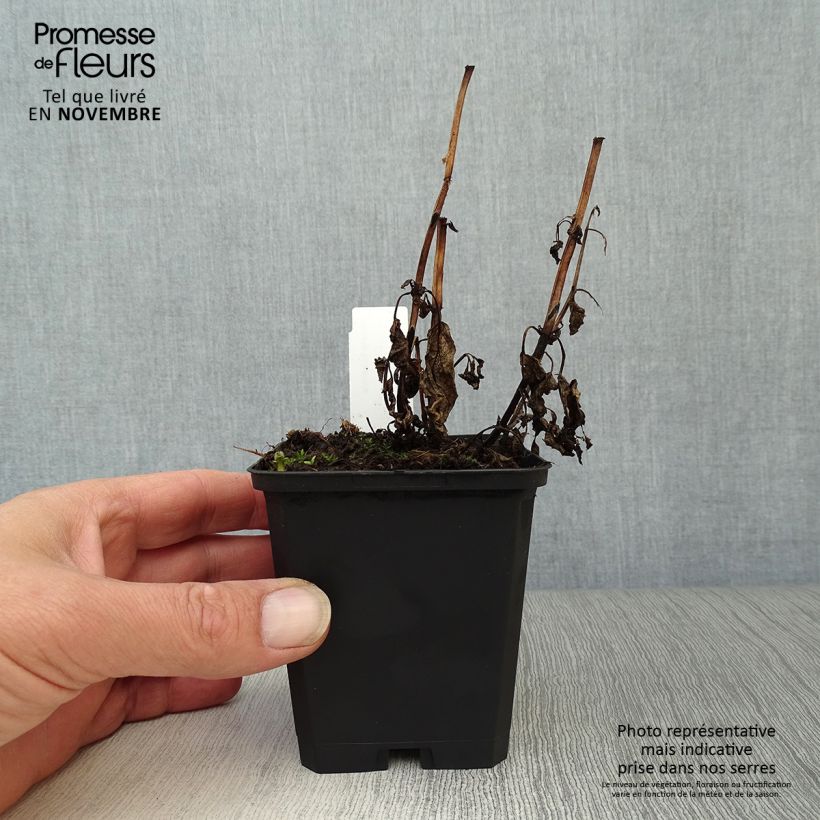 Esemplare di Nepeta kubanica Vasetto da 8/9 cm come consegnato in autunno