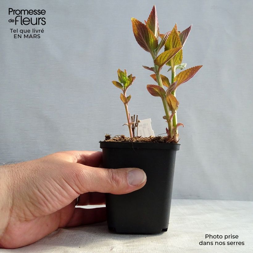 Nepeta manchuriensis Manchu Blue Vasetto da 8/9 cm esemplare consegnato in inverno