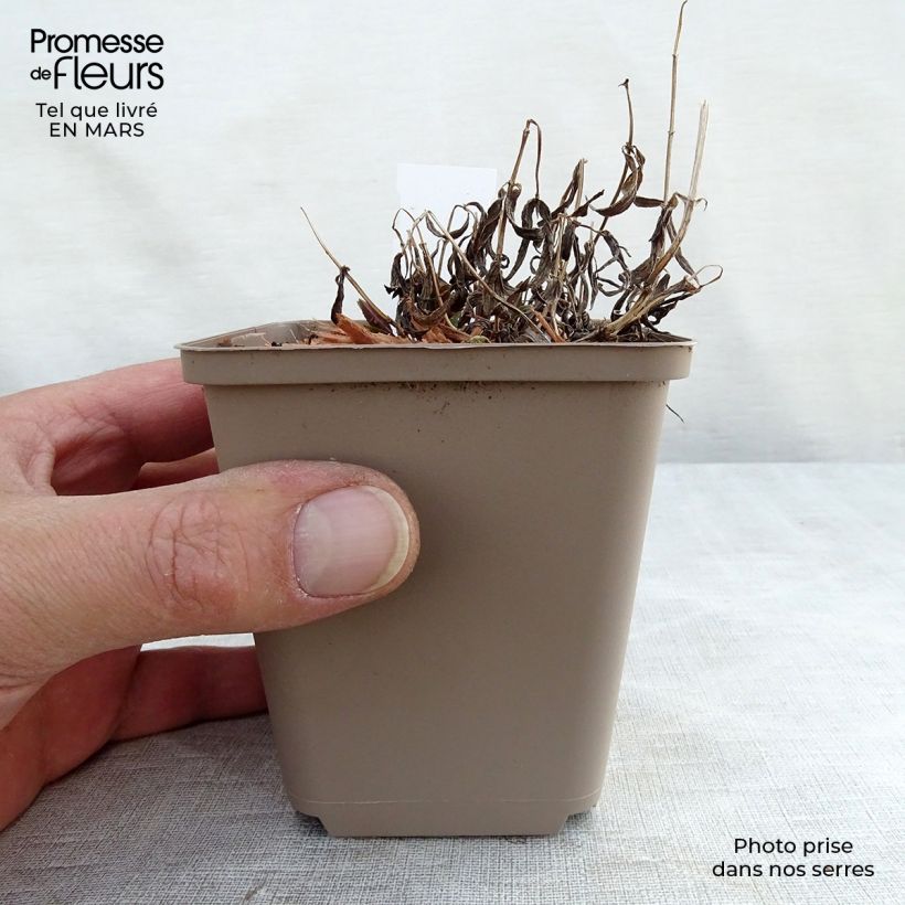 Nepeta nervosa Vasetto da 8/9 cm esemplare consegnato in inverno