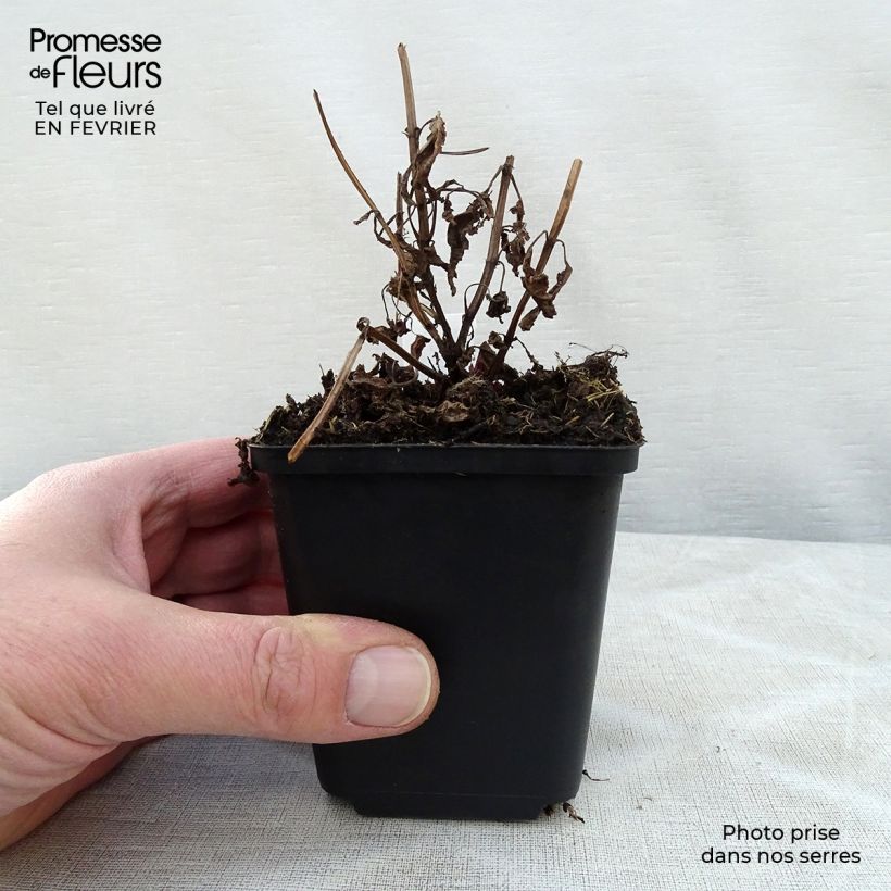 Nepeta nervosa Neptune Vasetto da 8/9 cm esemplare consegnato in inverno