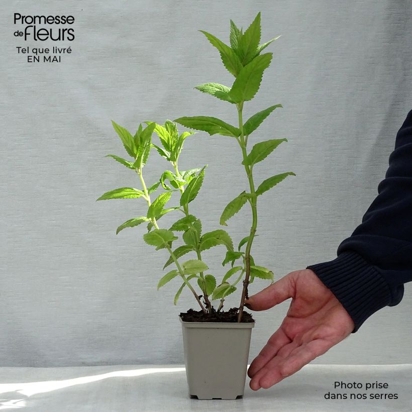 Nepeta nervosa Neptune Vasetto da 8/9 cm esemplare consegnato in primavera