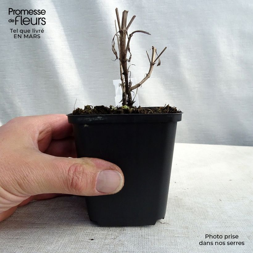 Nepeta nuda Purple Cat Vasetto da 8/9 cm esemplare consegnato in inverno