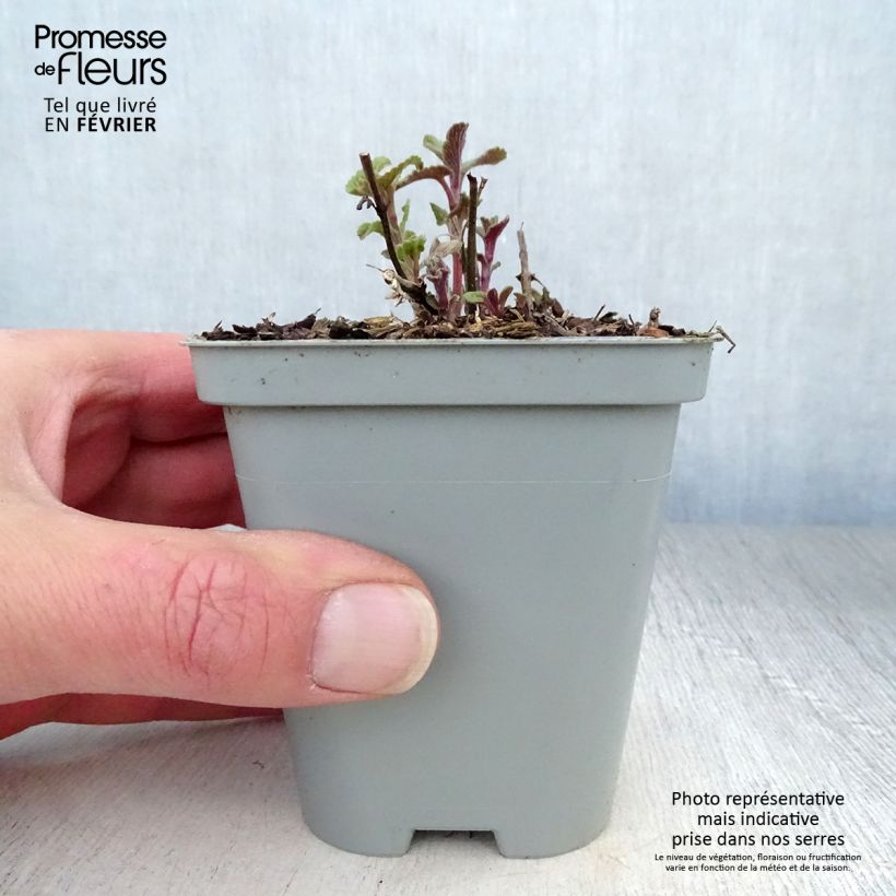 Nepeta racemosa Grog Vasetto da 8/9 cm esemplare consegnato in inverno