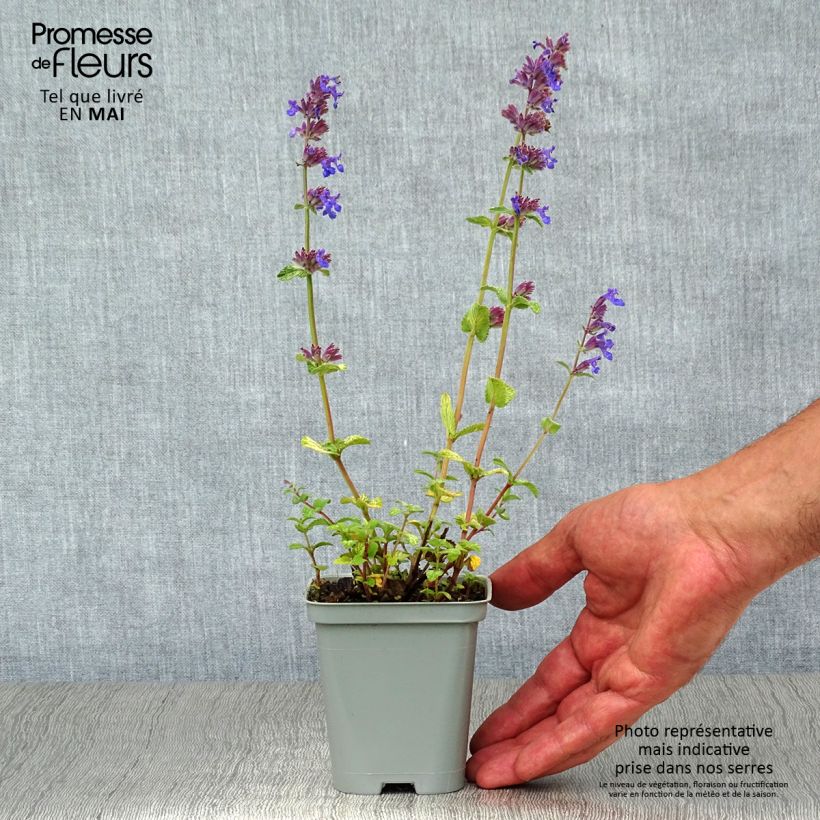 Nepeta racemosa Grog Vasetto da 8/9 cm esemplare consegnato in primavera