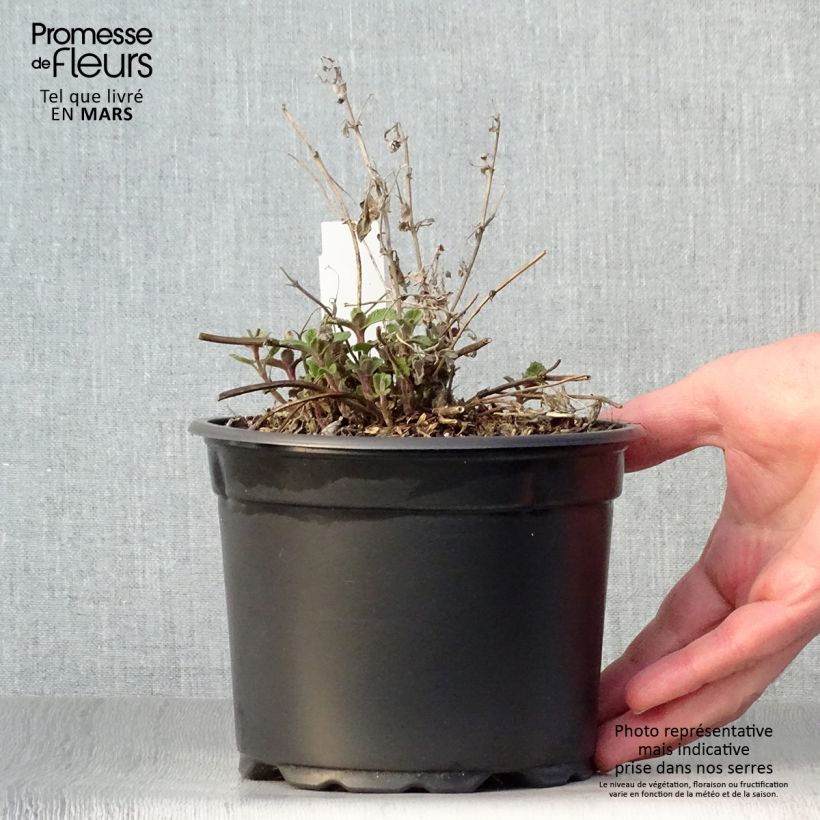 Nepeta racemosa Grog Vaso da 2L/3L esemplare consegnato in primavera