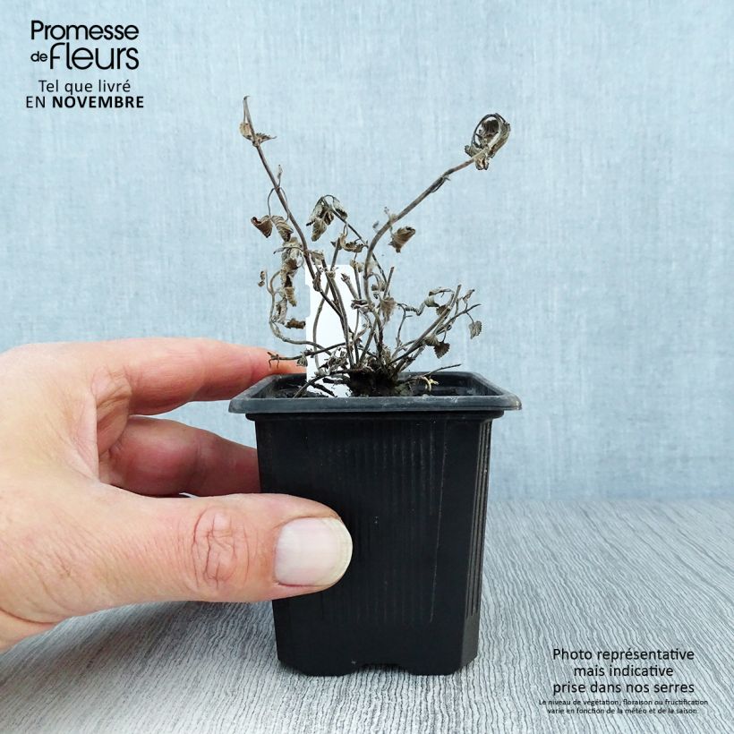 Esemplare di Nepeta racemosa Snowflake Vasetto da 8/9 cm come consegnato in autunno
