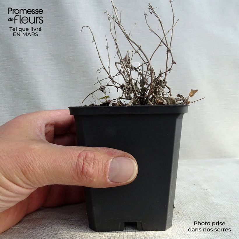 Nepeta racemosa Snowflake Vasetto da 8/9 cm esemplare consegnato in inverno