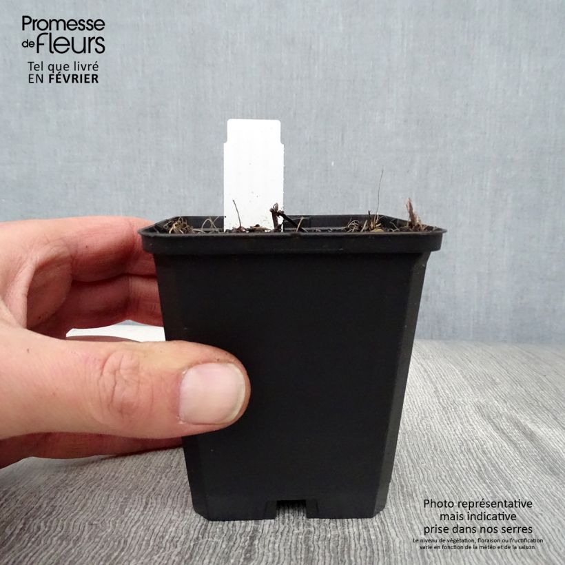 Nepeta sibirica Souvenir d Andre Chaudron Vasetto da 8/9 cm esemplare consegnato in inverno