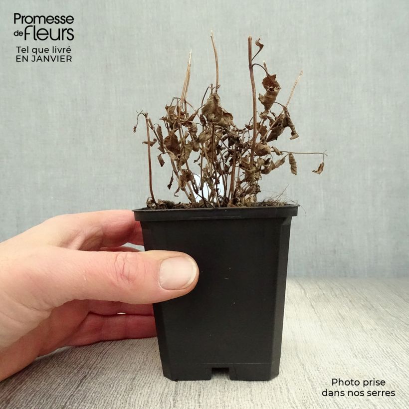 Nepeta subsessilis Vasetto da 8/9 cm esemplare consegnato in inverno