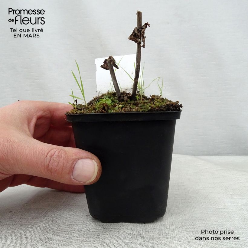 Nepeta subsessilis Laufen Vasetto da 8/9 cm esemplare consegnato in primavera