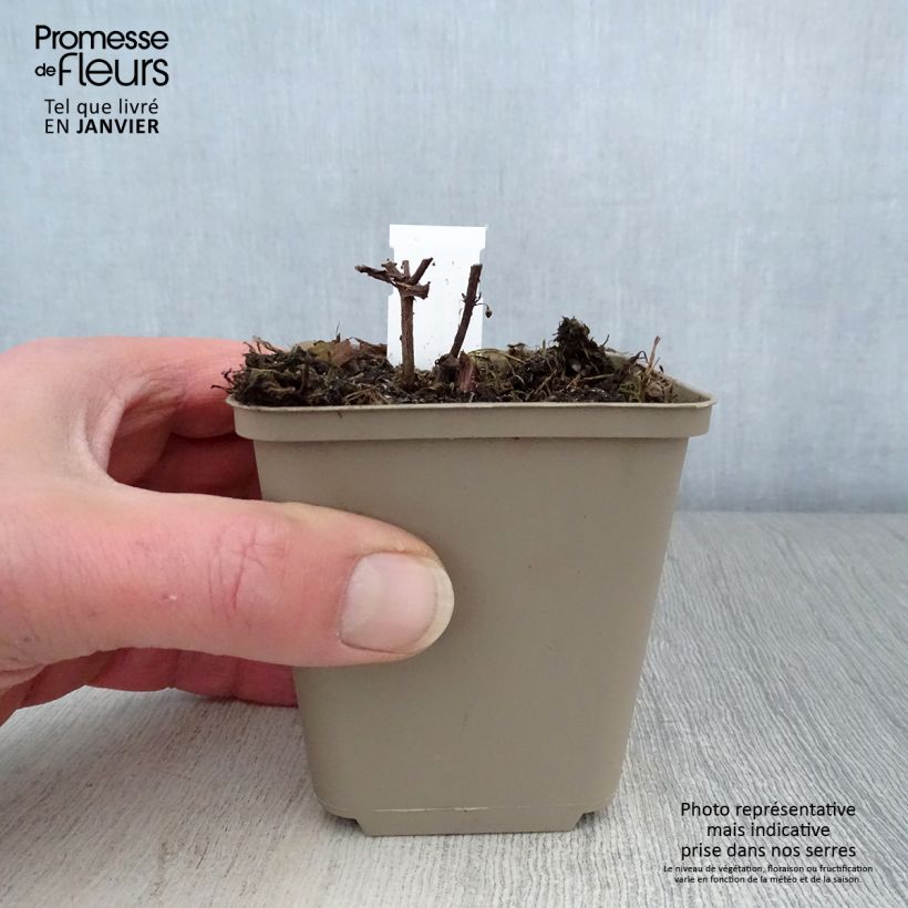 Nepeta subsessilis Laufen Vasetto da 8/9 cm esemplare consegnato in inverno