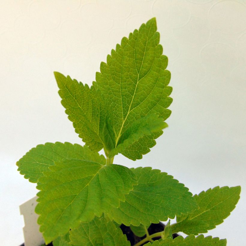 Nepeta subsessilis Sweet Dreams (Fogliame)