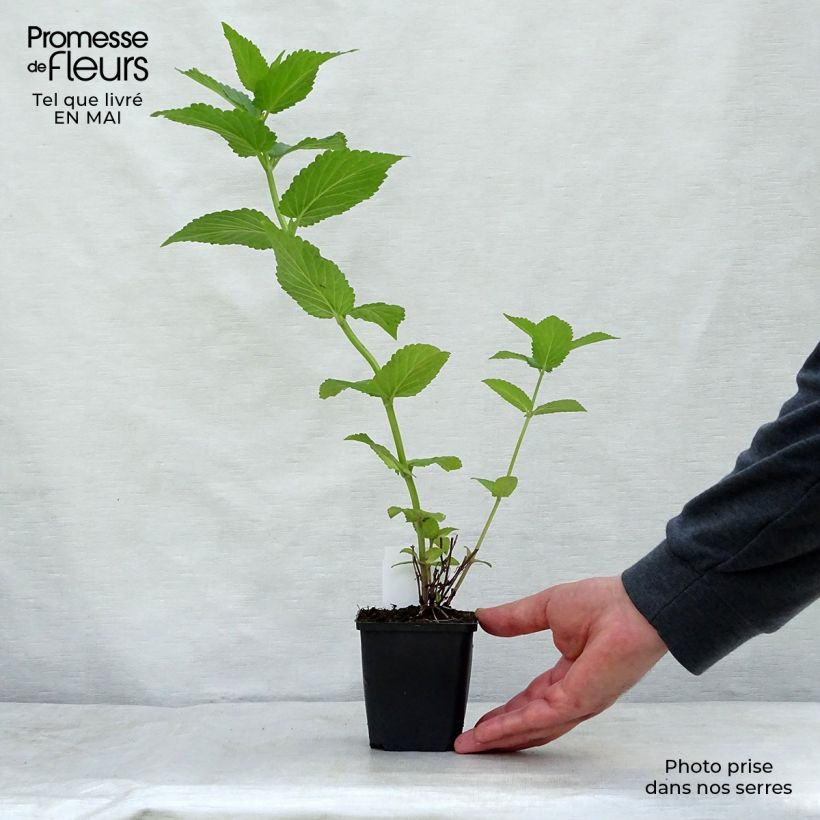 Nepeta subsessilis Sweet Dreams Vasetto da 8/9 cm esemplare consegnato in primavera