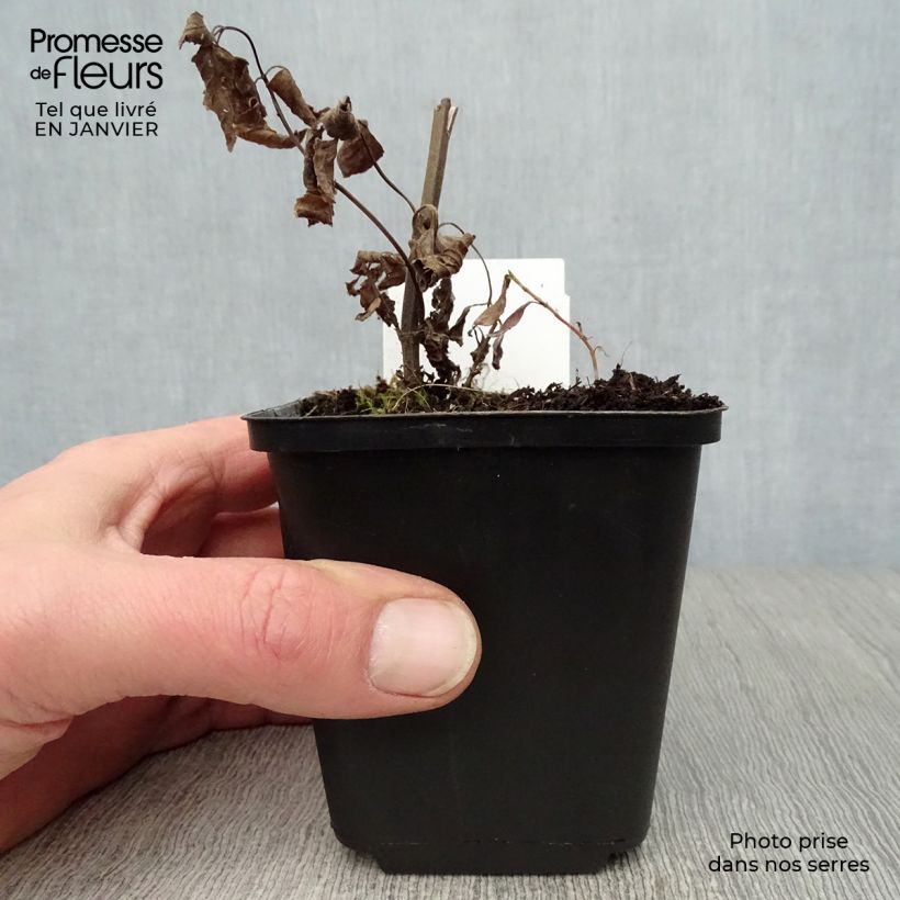 Nepeta subsessilis Sweet Dreams Vasetto da 8/9 cm esemplare consegnato in inverno