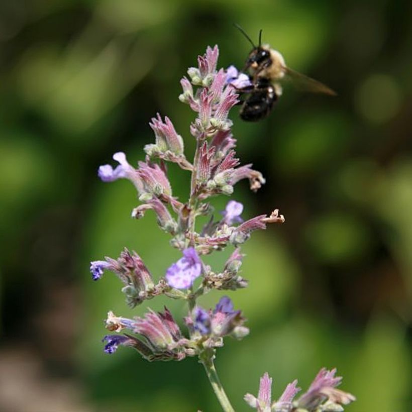 Nepeta faassenii Dropmore (Fioritura)