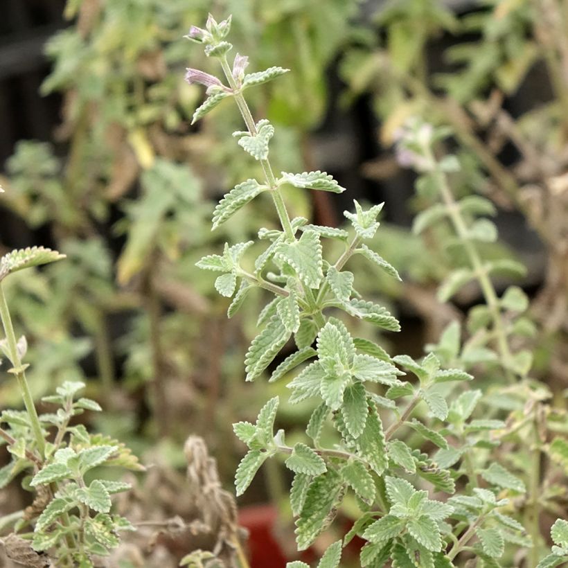 Nepeta faassenii Dropmore (Fogliame)