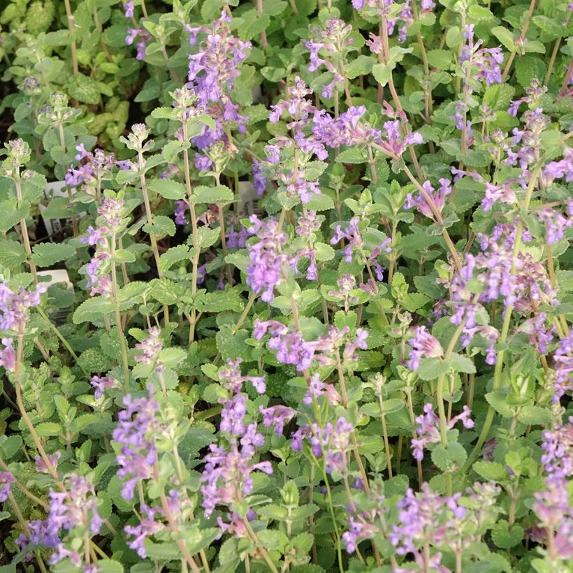 Nepeta faassenii Walker's Low (Fioritura)