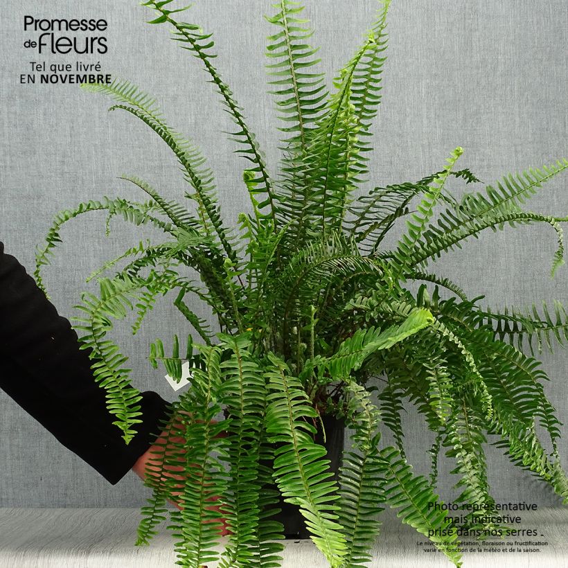 Esemplare di Nephrolepis cordifolia Artic Jungle - Felce cordifolia Vaso da 2L/3L come consegnato in autunno