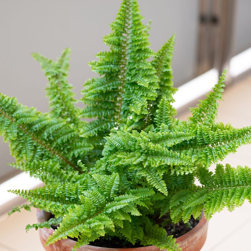 Felce di Boston Cotton candy - Nephrolepis exaltata (Porto)