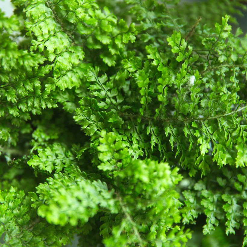 Felce di Boston Fluffy Ruffle - Nephrolepis exaltata (Fogliame)