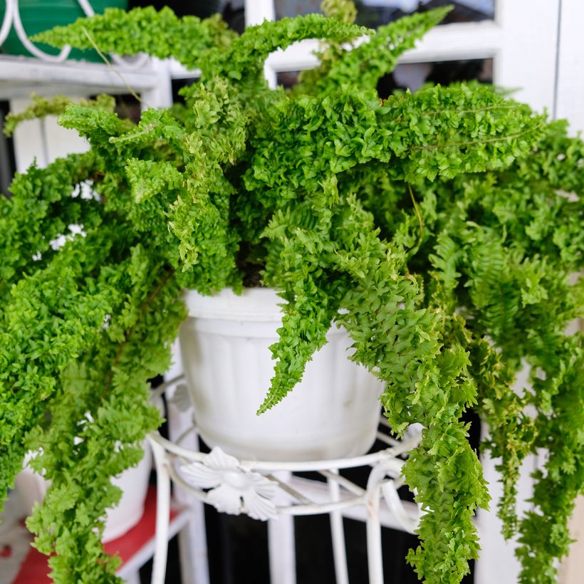 Felce di Boston Fluffy Ruffle - Nephrolepis exaltata (Porto)