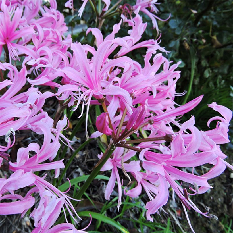 Nerine bowdenii (Fioritura)