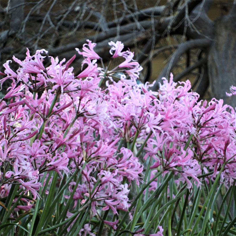 Nerine bowdenii (Porto)