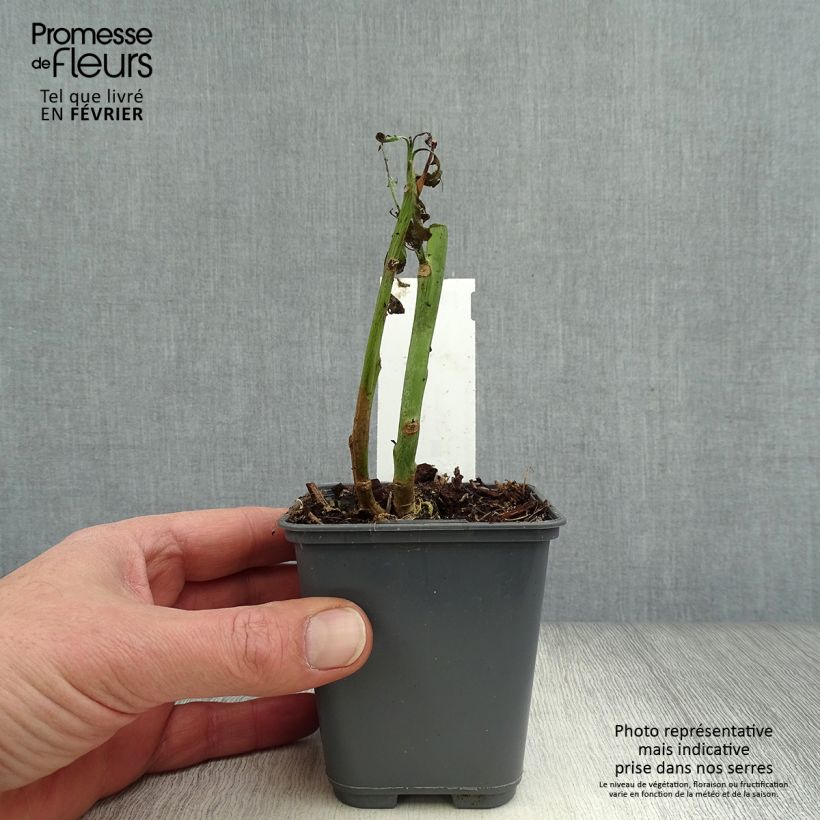 Tabacco glauco Vasetto da 8/9 cm esemplare consegnato in inverno