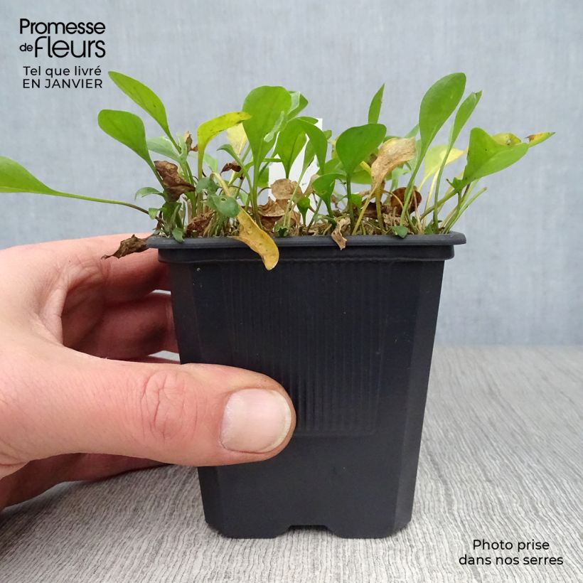 Nierembergia repens Vasetto da 8/9 cm esemplare consegnato in inverno