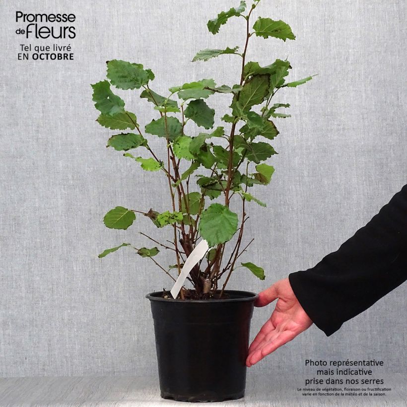 Esemplare di Nocciòlo Fertile de Coutard Vaso da 3L/4L, A cespuglio come consegnato in autunno