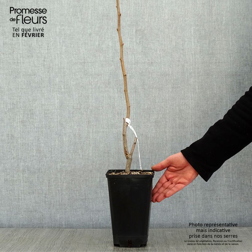 Nocciòlo Longue d'Espagne Vaso da 3L/4L, A cespuglio esemplare consegnato in inverno