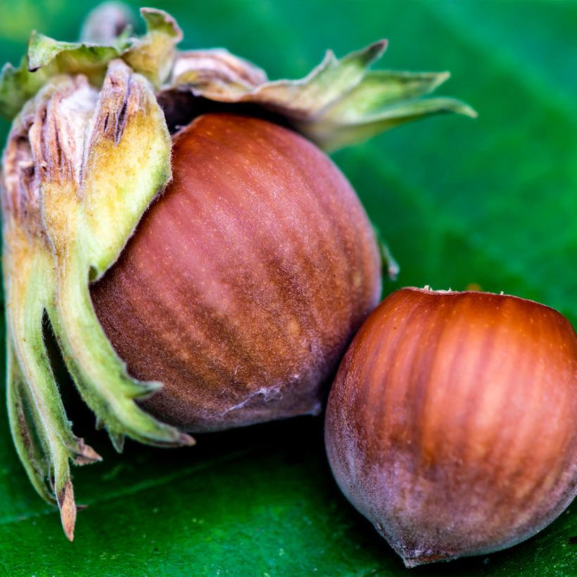 Nocciòlo Longue d'Espagne (Raccolta)