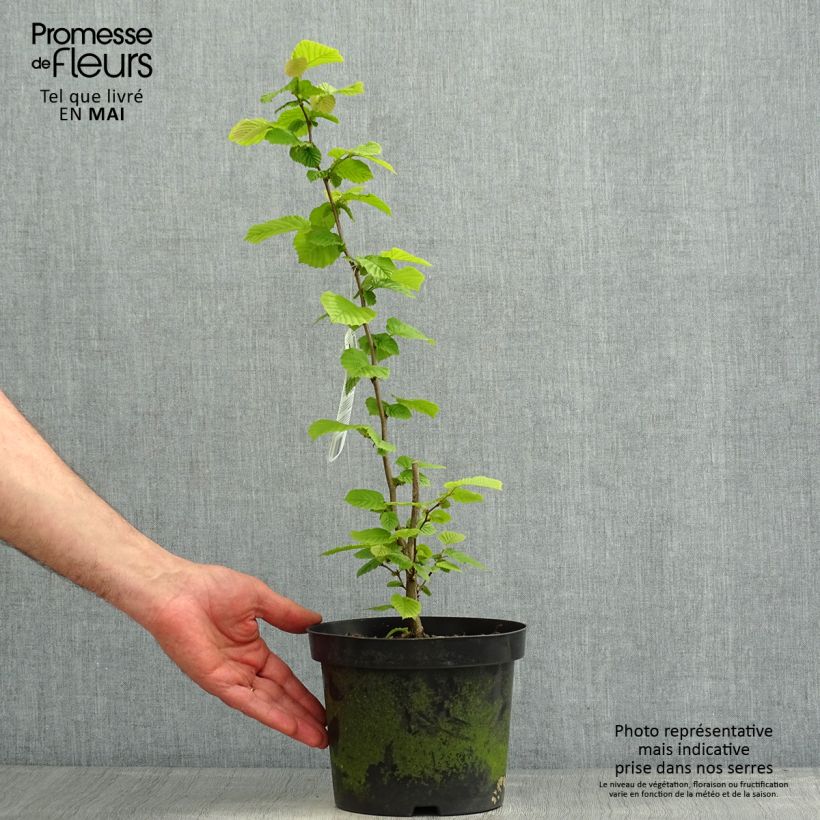 Corylus avellana - Nocciòlo Vaso da 2L/3L esemplare consegnato in primavera